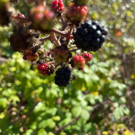 וילה Refugio Dourado *