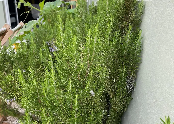 Refugio Dourado Villa