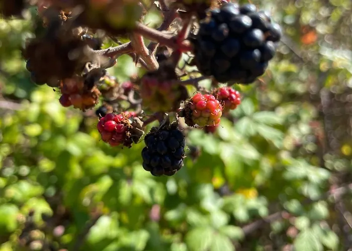 וילה Refugio Dourado *